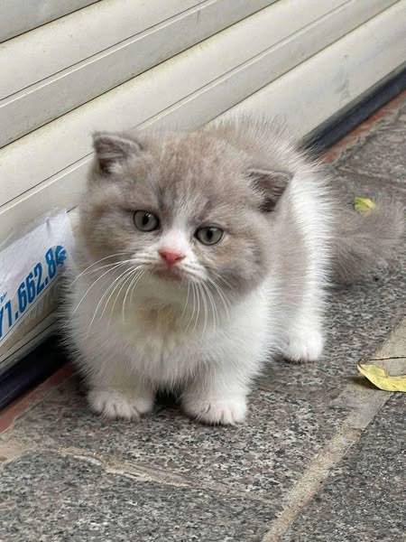 Munchkin Fold
