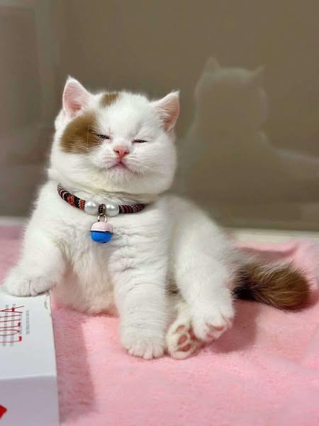 Munchkin
