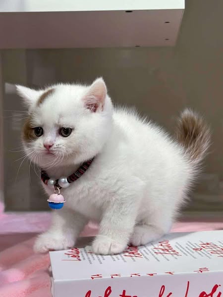 Munchkin