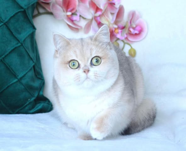 British Shorthair