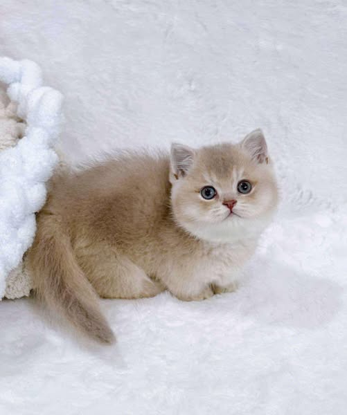 Munchkin