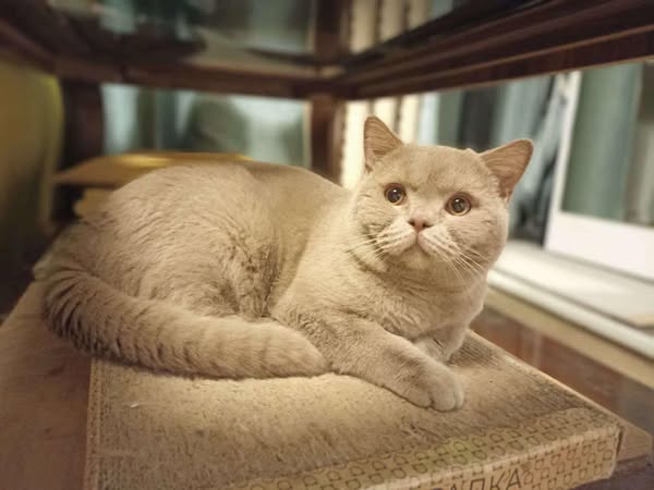 British Shorthair