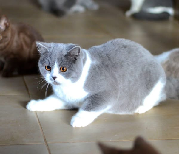 British Shorthair