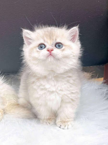 Munchkin