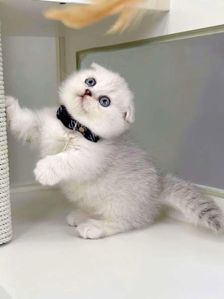 Munchkin Fold