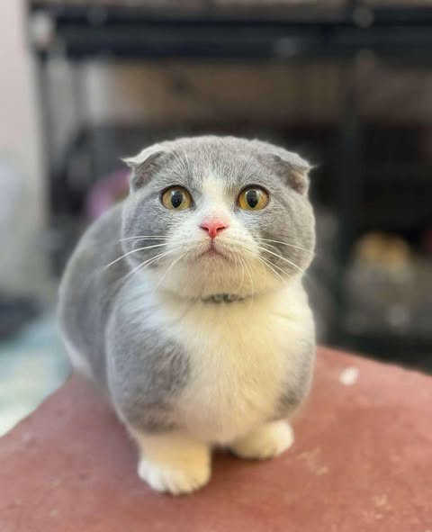 Munchkin Fold