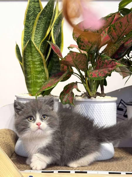 Munchkin