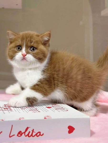 British Shorthair