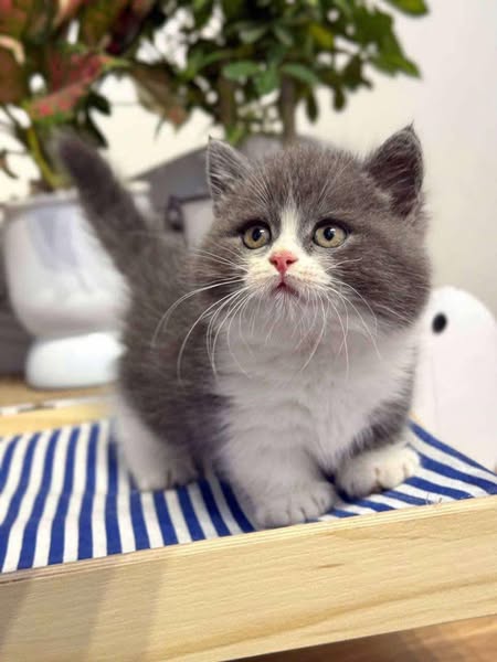 Munchkin