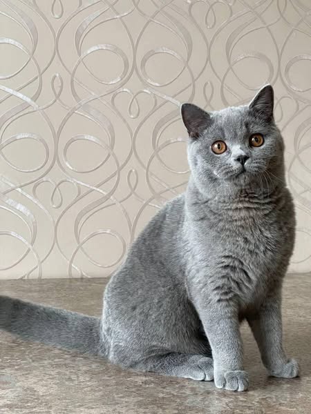 British Shorthair