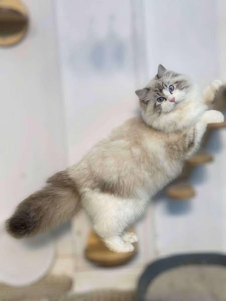 Ragdoll