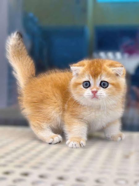 Scottish Fold
