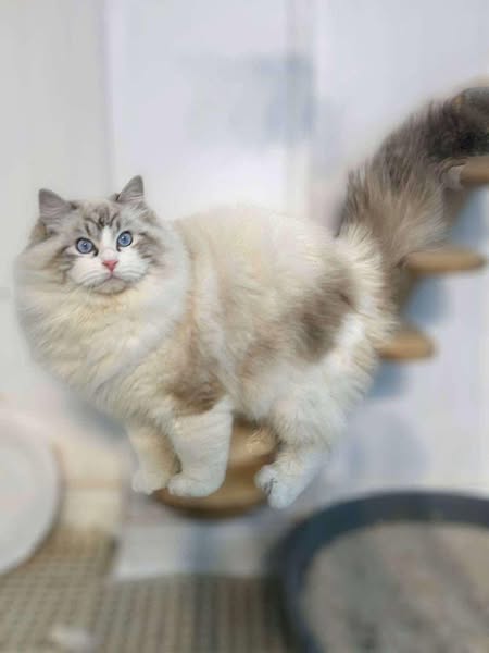 Ragdoll
