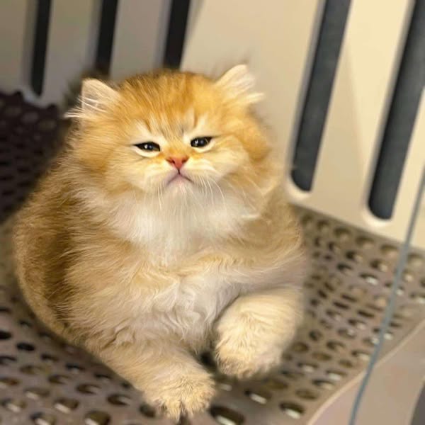 British Longhair