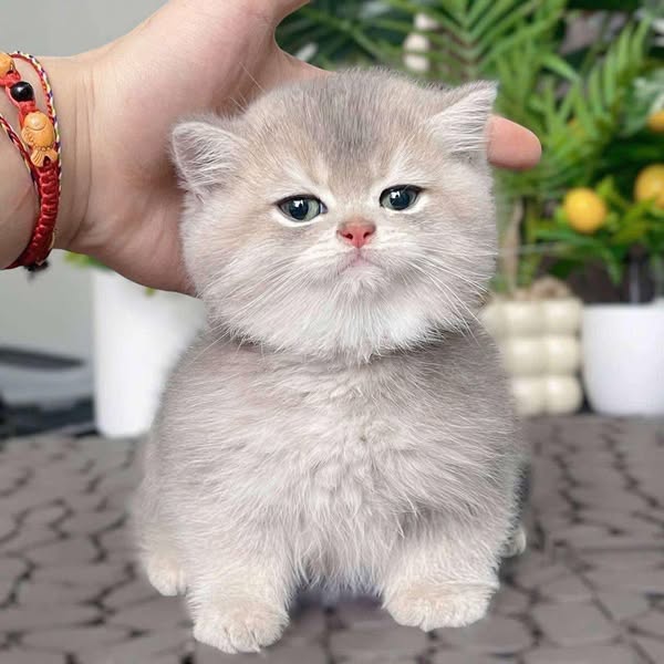 British Shorthair