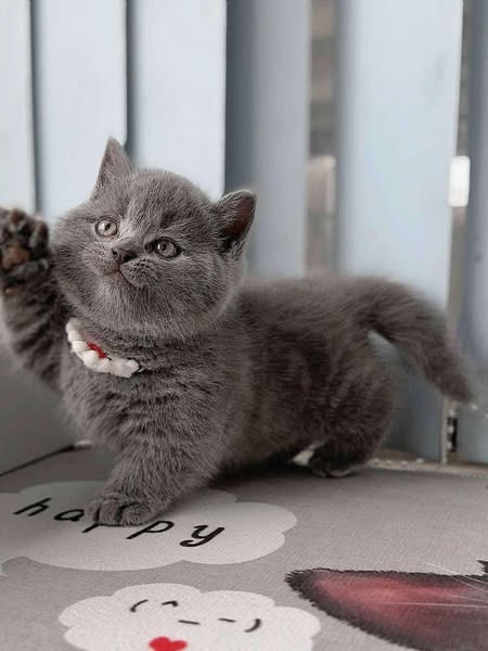 Munchkin