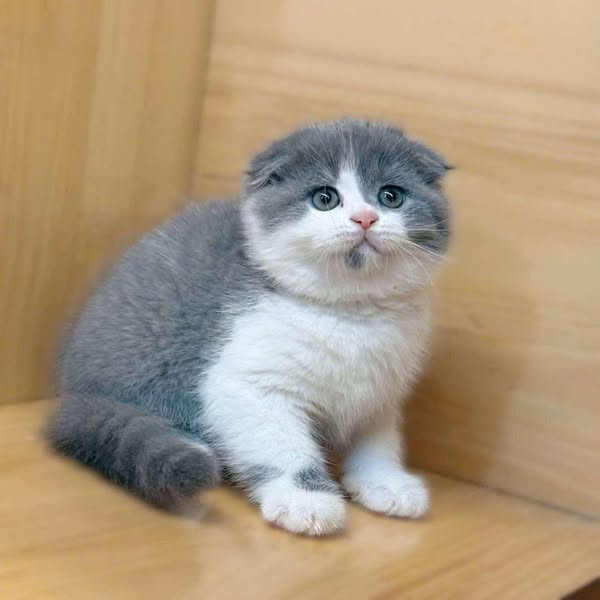 Scottish Fold