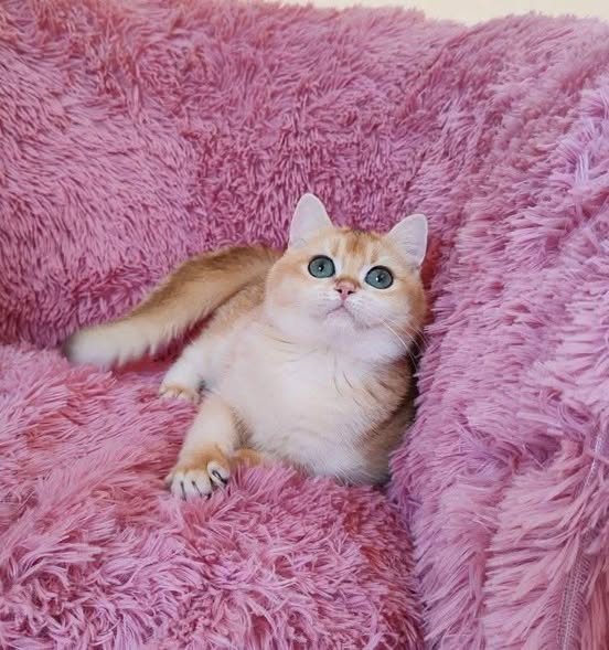 Munchkin