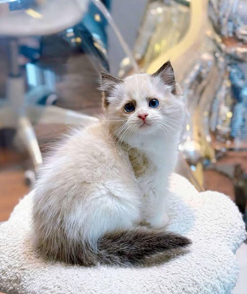 Ragdoll