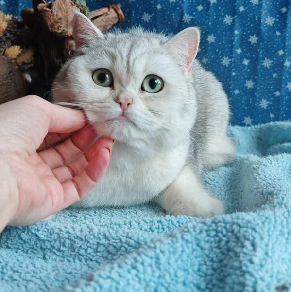 British Shorthair