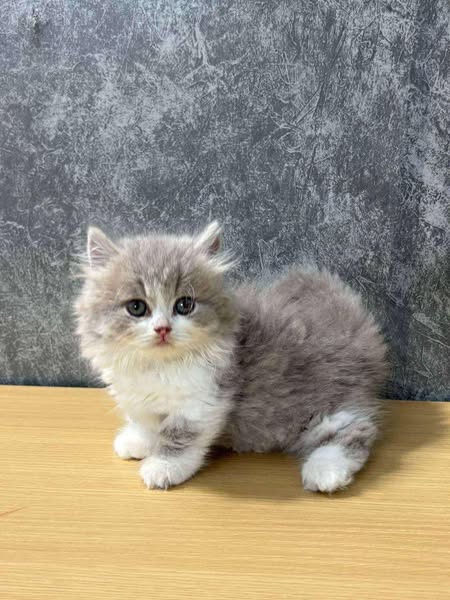 Munchkin Longhair