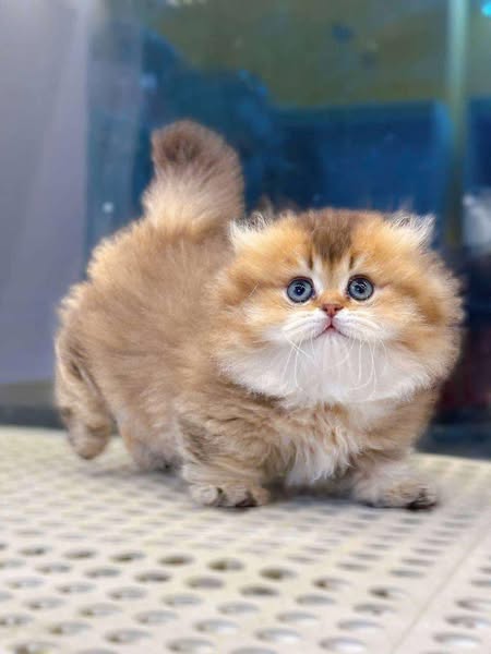 Munchkin Fold Longhair