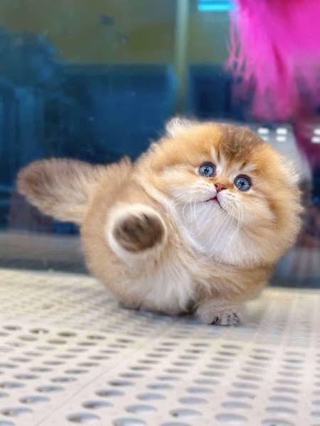 Munchkin Fold Longhair