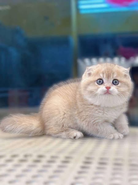 Scottish Fold