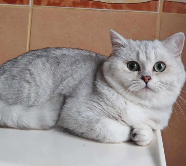 British Shorthair