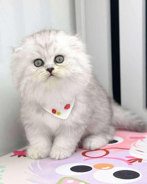 Scottish Fold Longhair