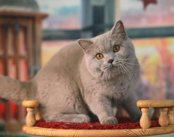 British Shorthair