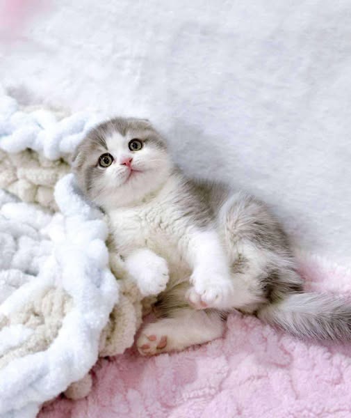 Scottish Fold
