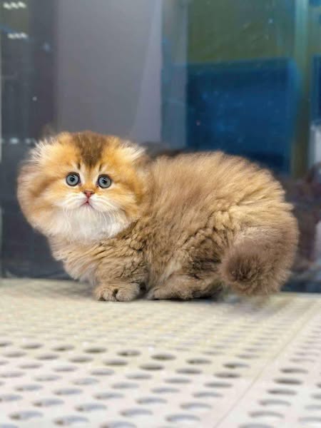 Munchkin Fold Longhair
