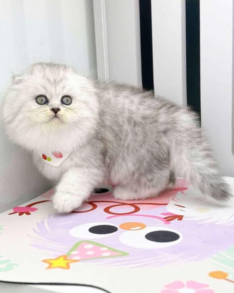 Scottish Fold Longhair