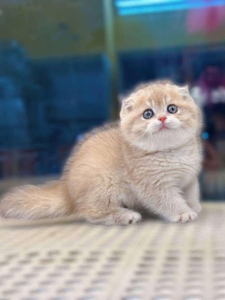 Scottish Fold