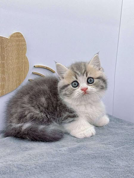 Munchkin