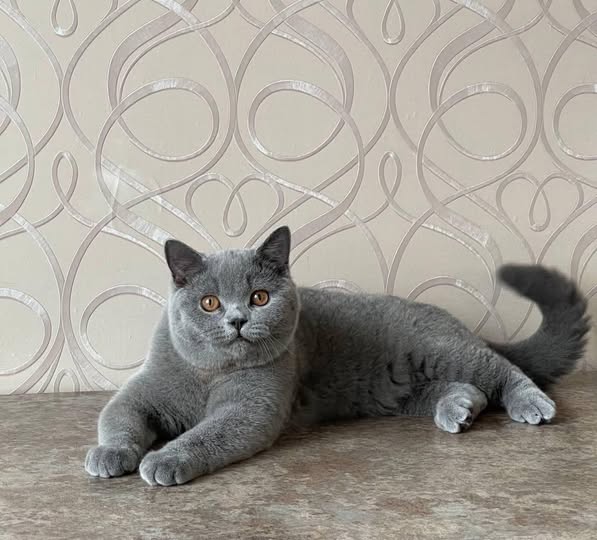British Shorthair