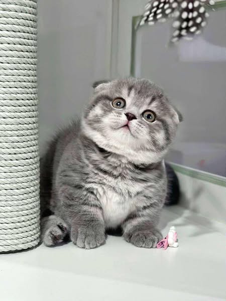 Munchkin Fold