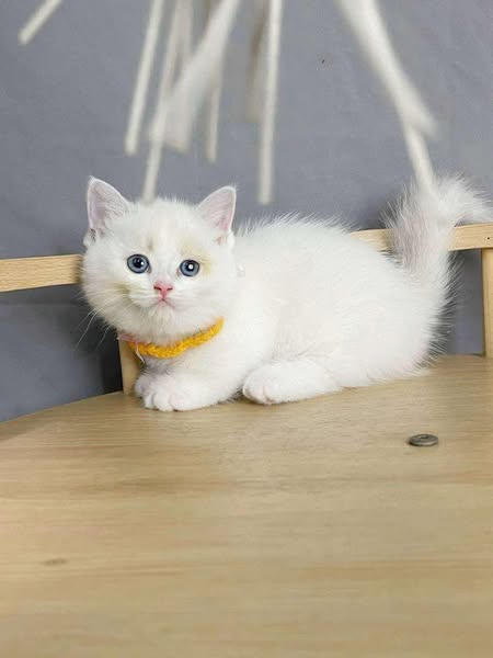 Munchkin