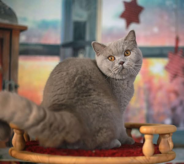 British Shorthair