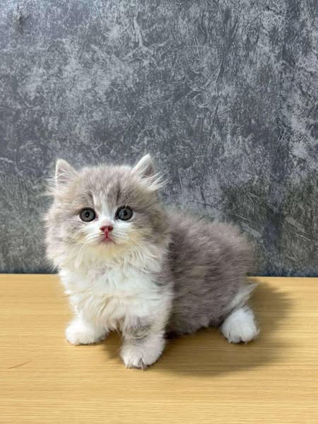 Munchkin Longhair