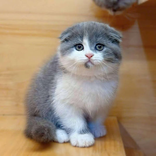Scottish Fold
