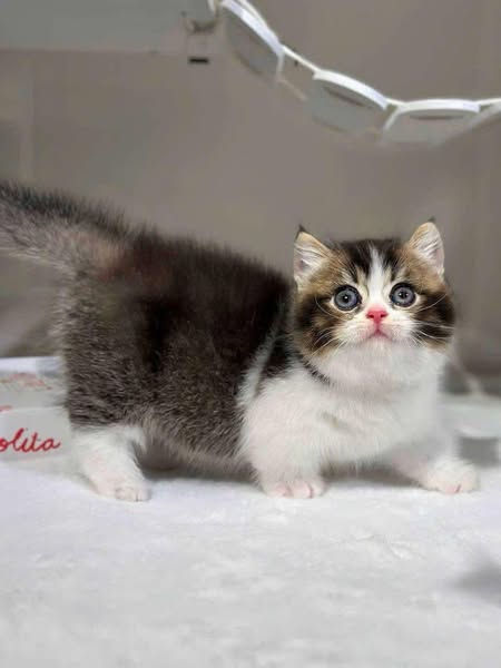 Munchkin