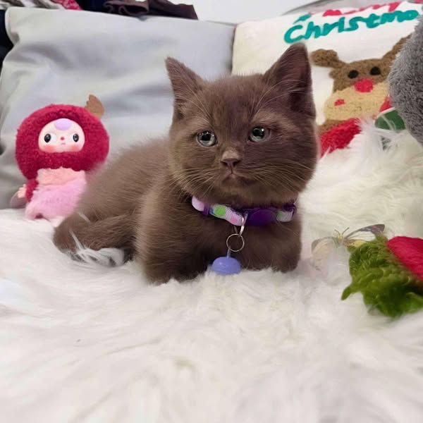 Munchkin