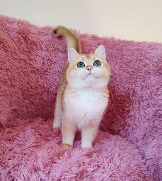 Munchkin