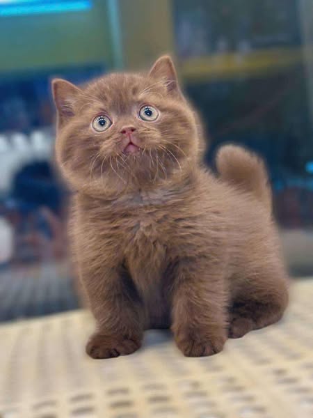 British Shorthair
