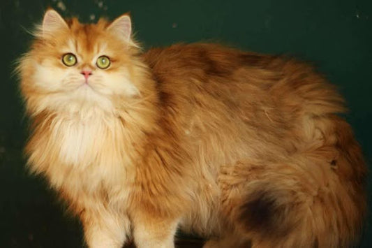 British Longhair