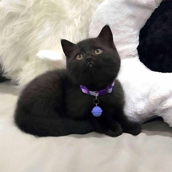 British Shorthair