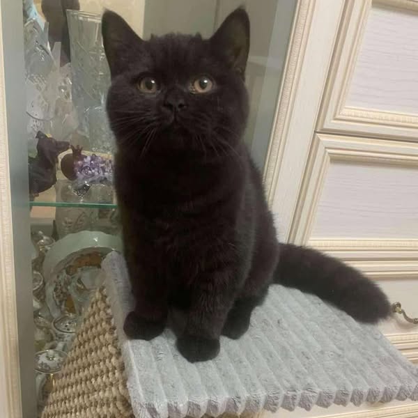 British Shorthair