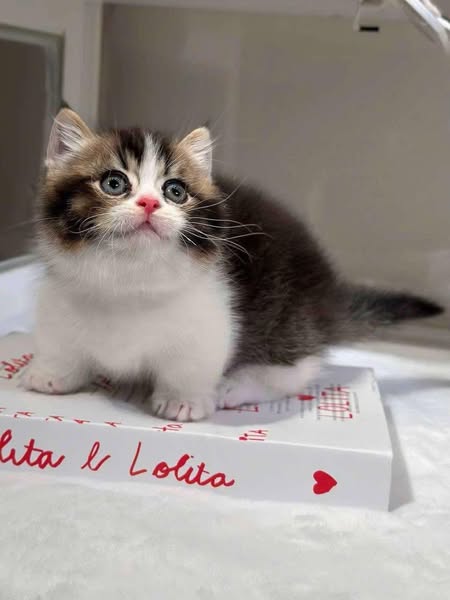 Munchkin